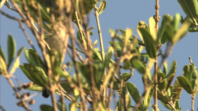 Cuban Gnatcatcher - ML461739