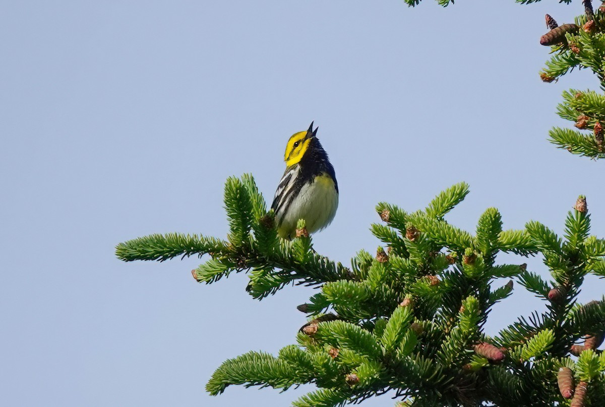 Black-throated Green Warbler - ML461739521