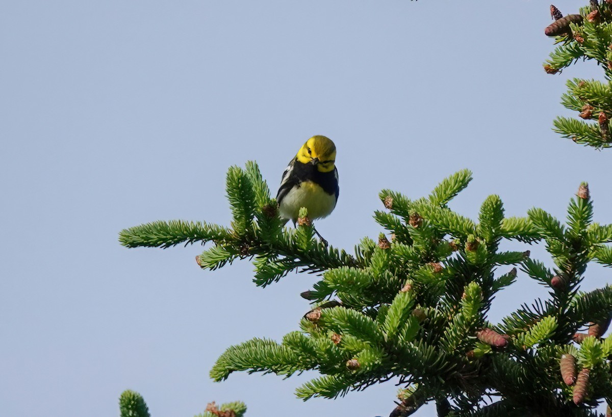 Black-throated Green Warbler - ML461739531