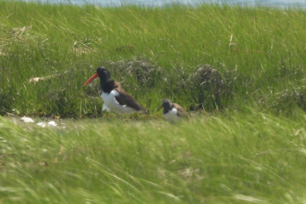 American Oystercatcher - ML461740191