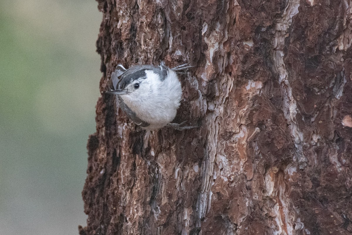 White-breasted Nuthatch - ML461740441
