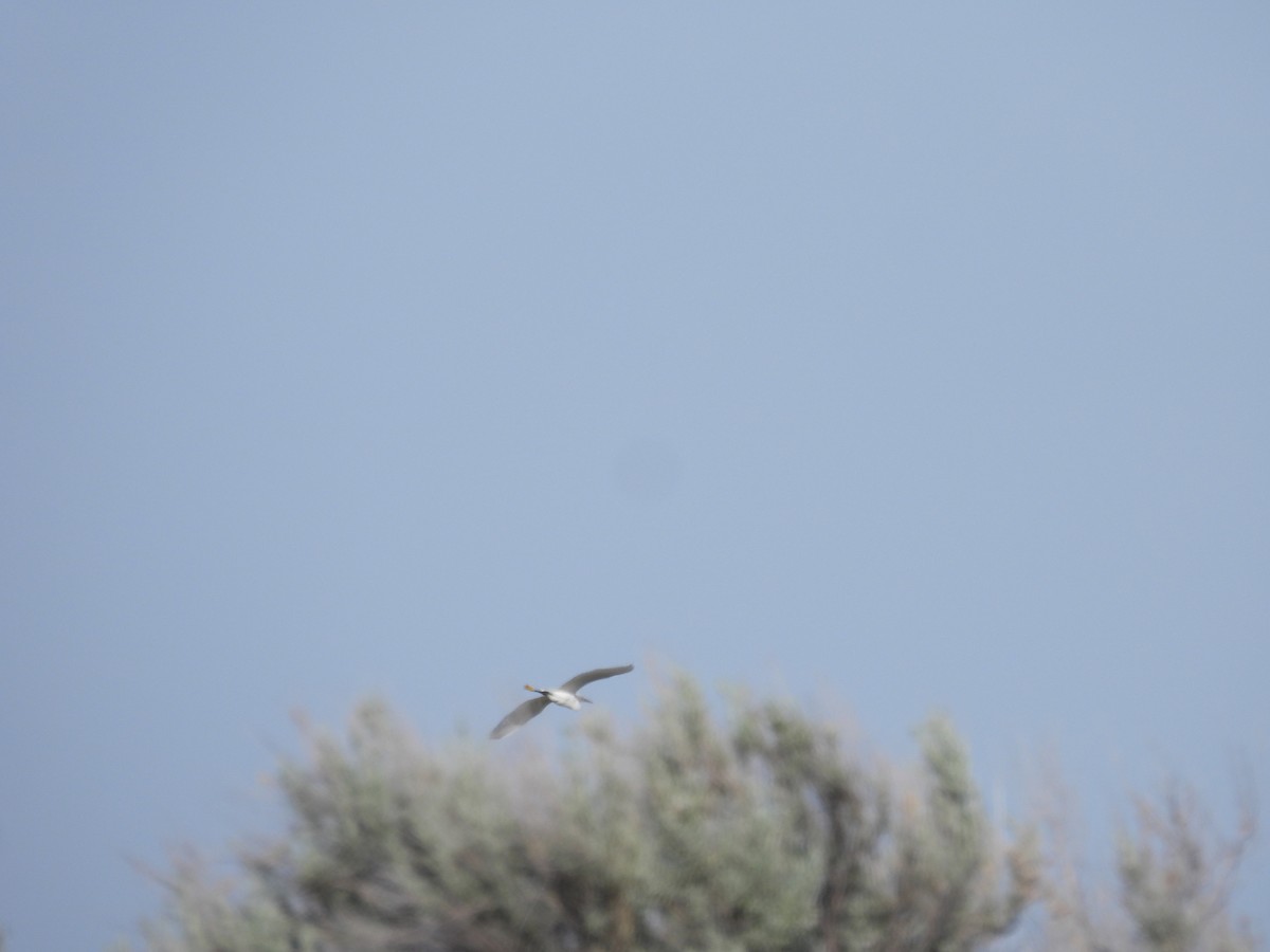 Snowy Egret - ML461741821