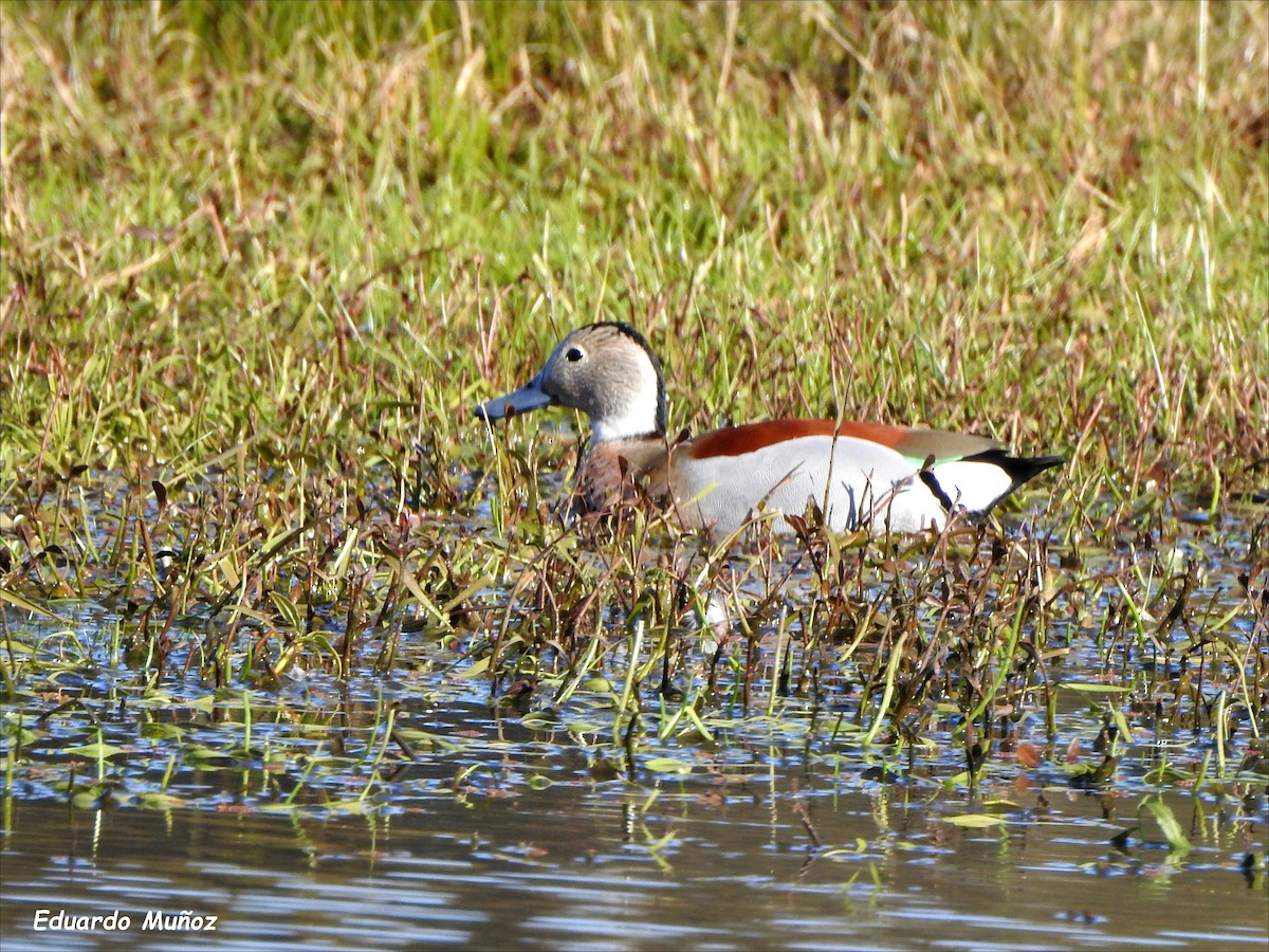 Ringed Teal - ML461742231