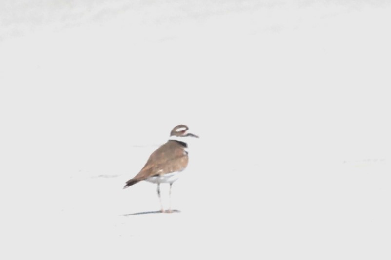 Killdeer - ML461742681