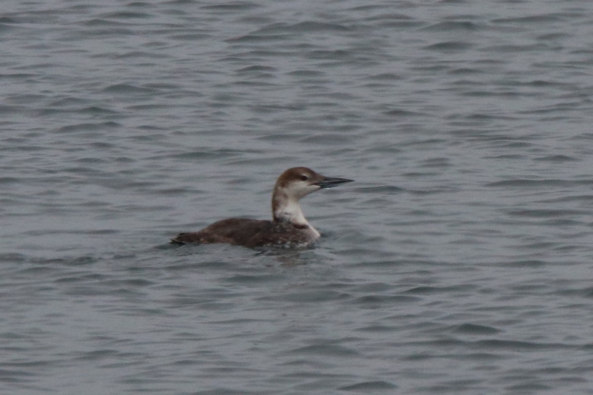 Common Loon - Grant Edwards