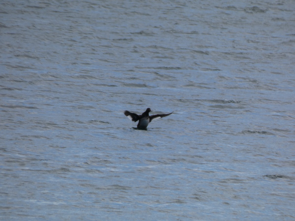 White-winged Scoter - ML461743971