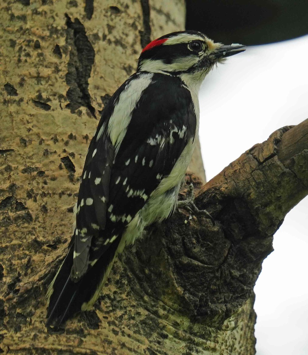 Downy Woodpecker - ML461746591