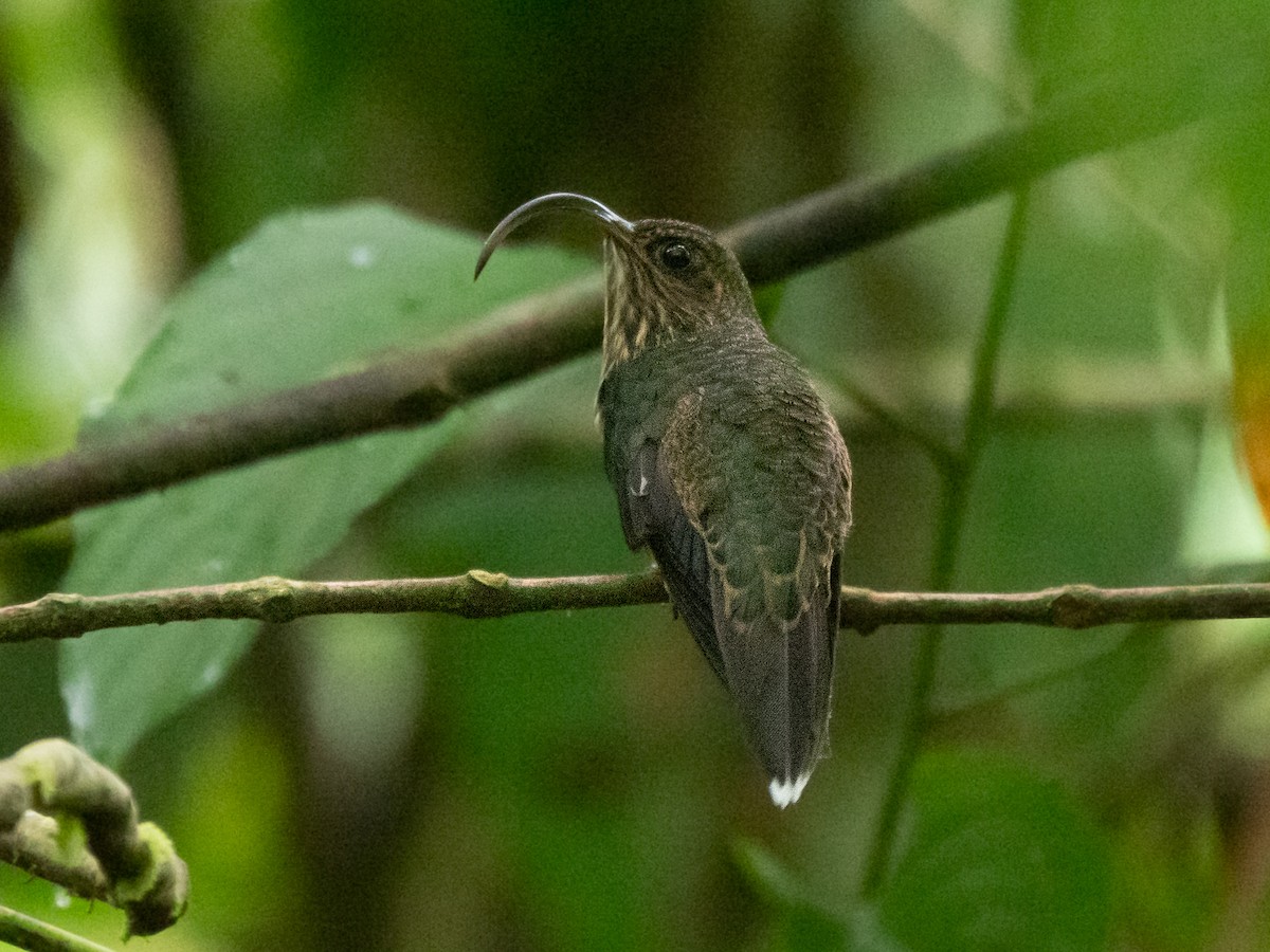 kolibřík orlozobec - ML461747921