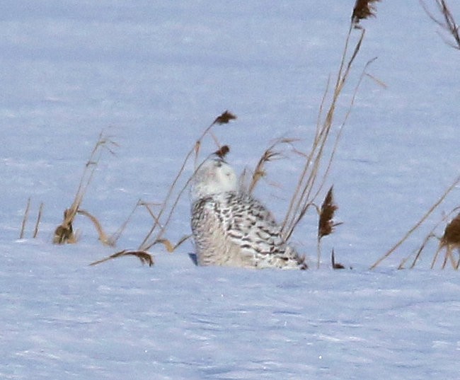 Snowy Owl - ML461748501