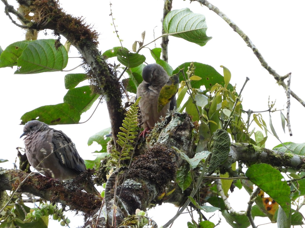 Eared Dove - ML461749021