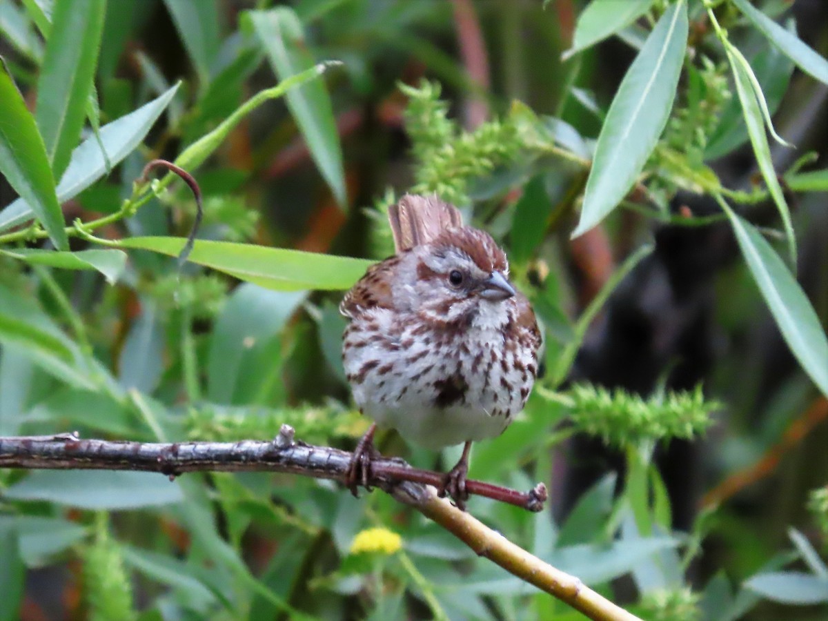 Song Sparrow (heermanni Group) - ML461749611