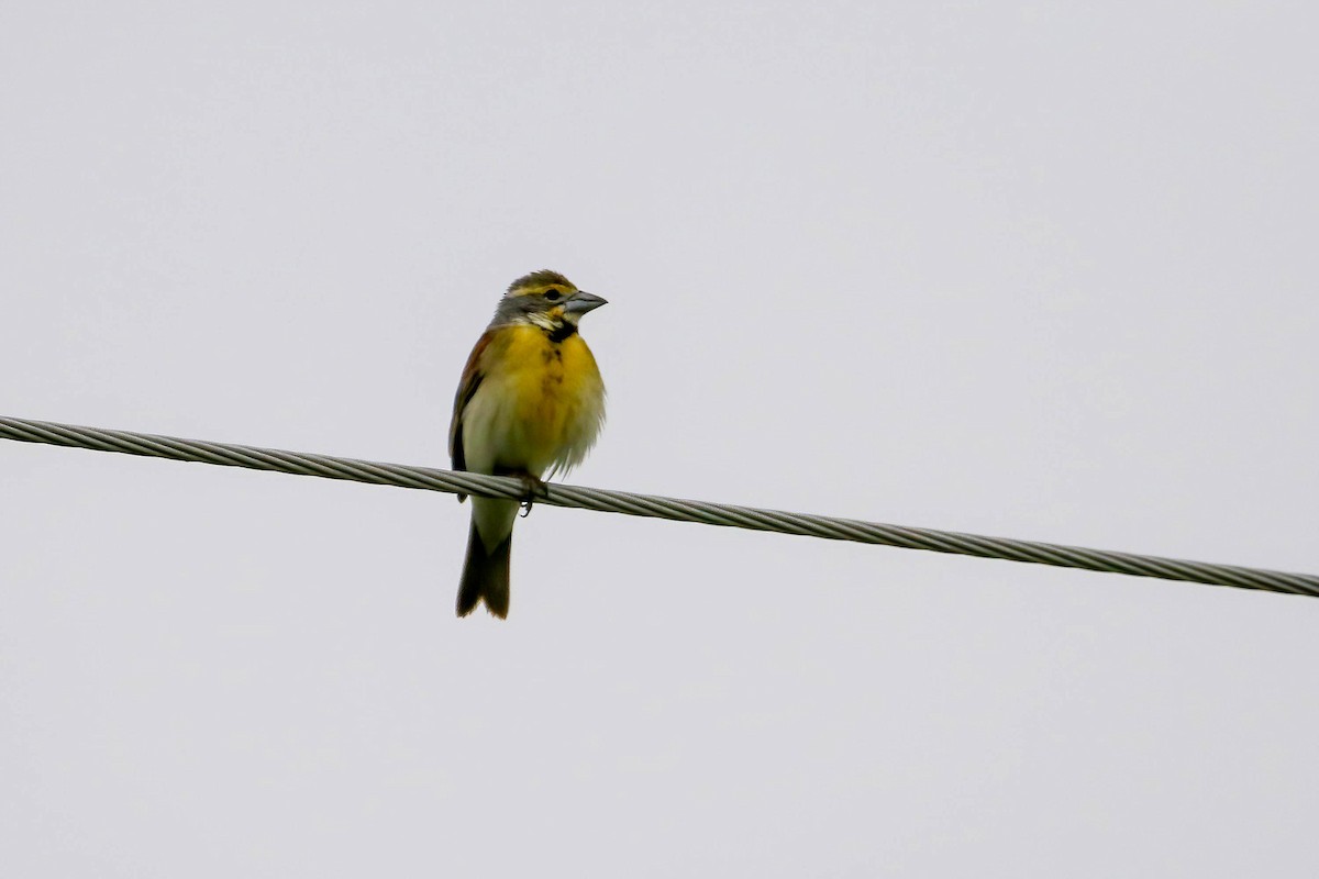 Dickcissel - ML461749801