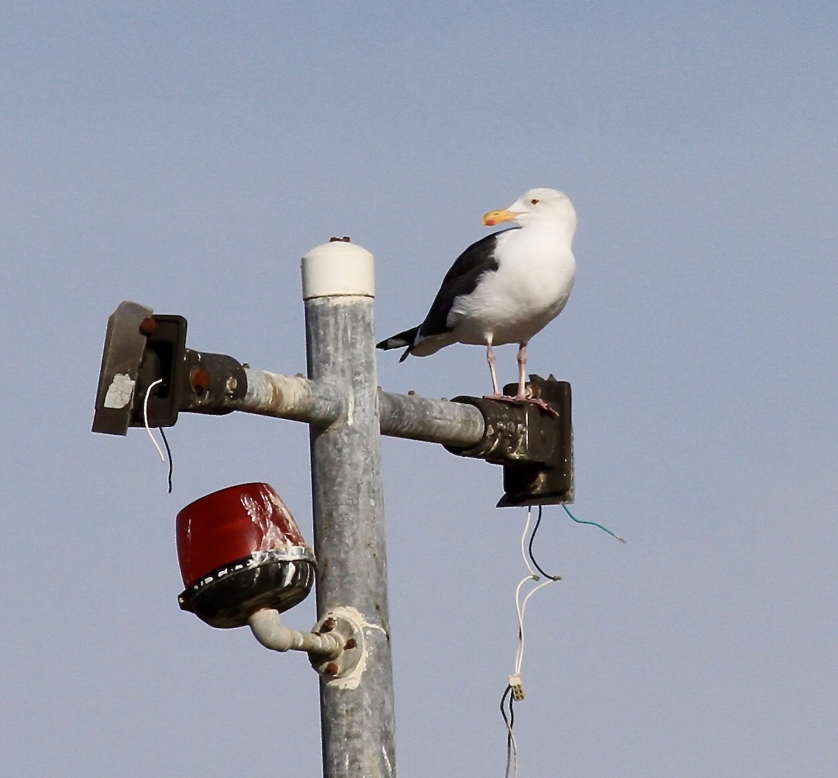 Western Gull - Liz Garney