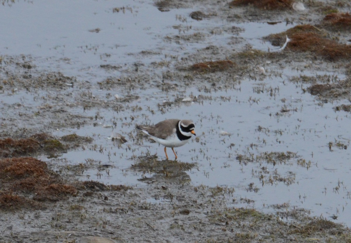 Common Ringed Plover - ML461752301