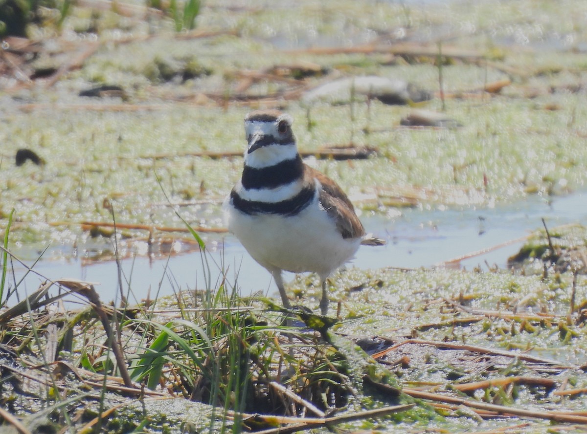 Крикливый зуёк - ML461752541