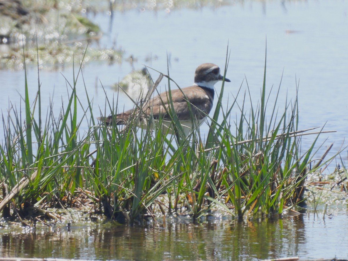 Крикливый зуёк - ML461752551