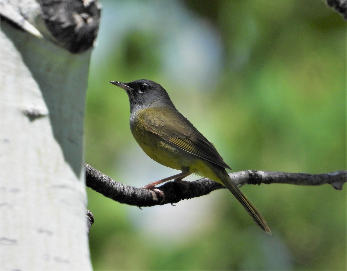 MacGillivray's Warbler - ML461754531