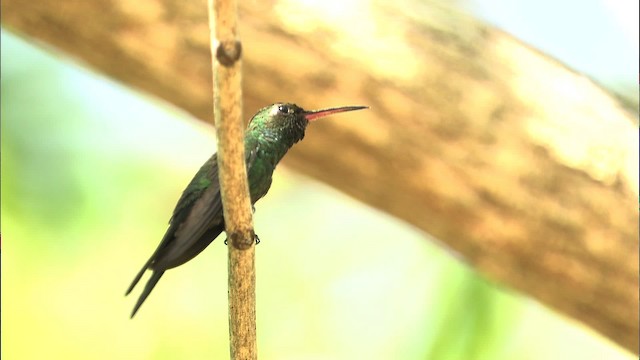 kolibřík kubánský - ML461755