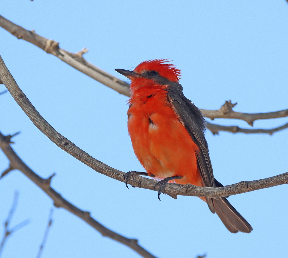 Vermilion Flycatcher - ML461756051