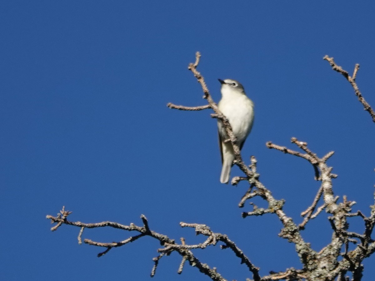 Cassin's Vireo - ML461756331