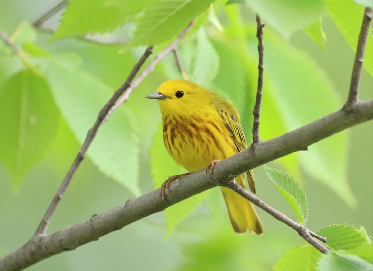 Yellow Warbler - ML461757061