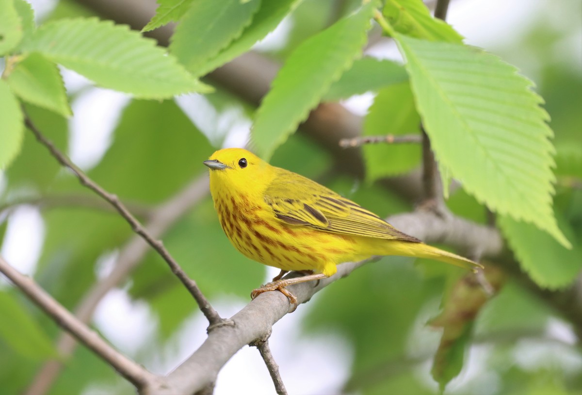 Yellow Warbler - Daniel Laforce