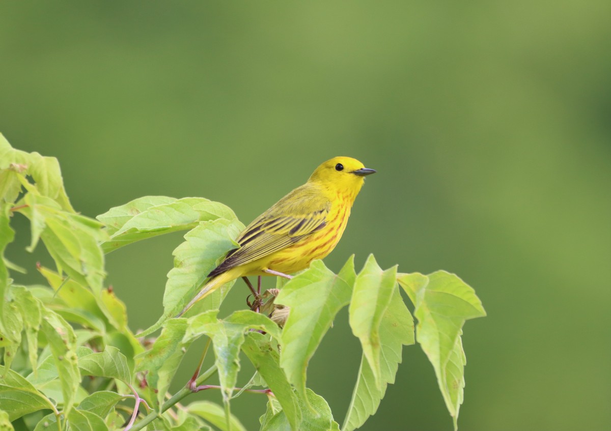 Yellow Warbler - ML461757301