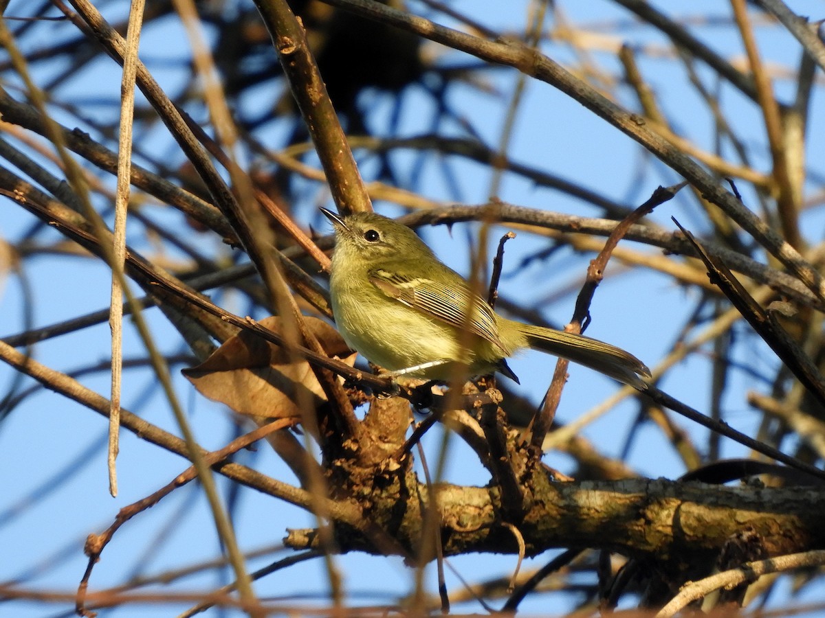 Mottle-cheeked Tyrannulet - ML461757551