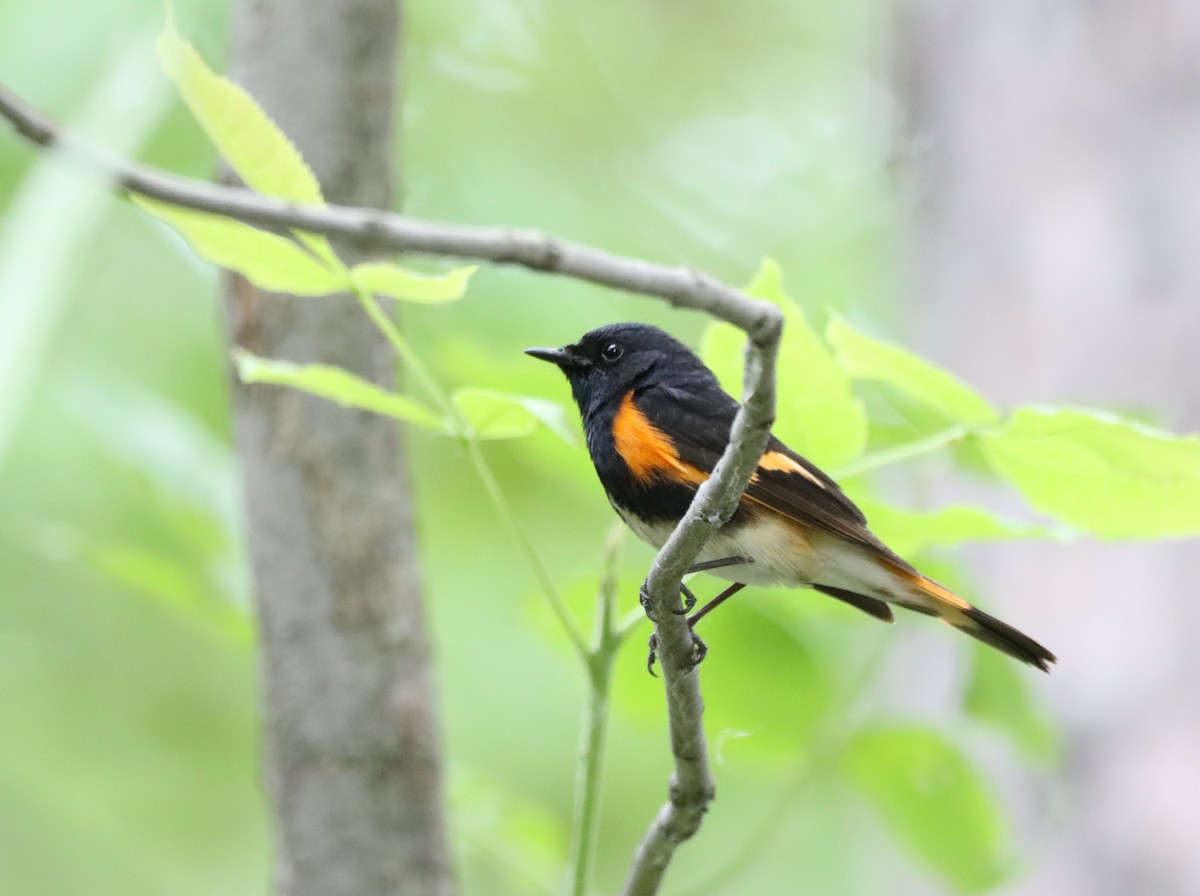 American Redstart - Daniel Laforce