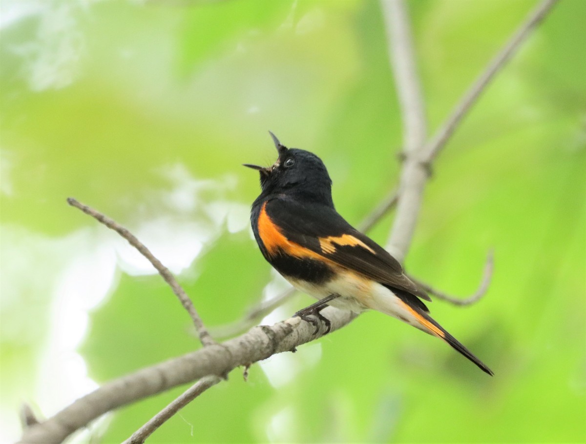 American Redstart - ML461757791