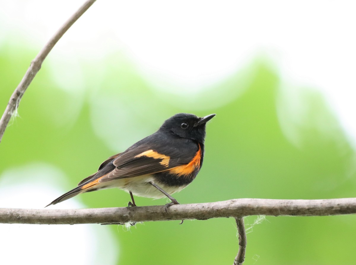 American Redstart - ML461757951