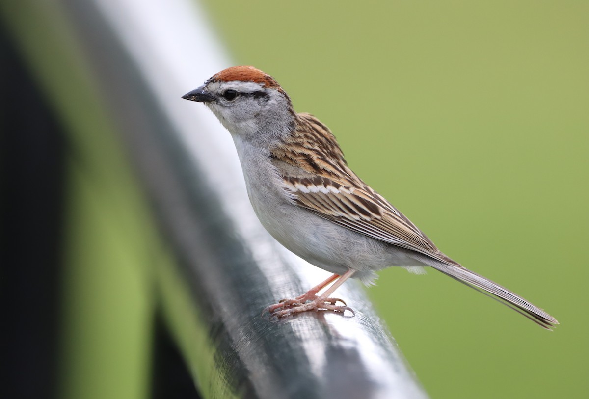 Chipping Sparrow - Daniel Laforce