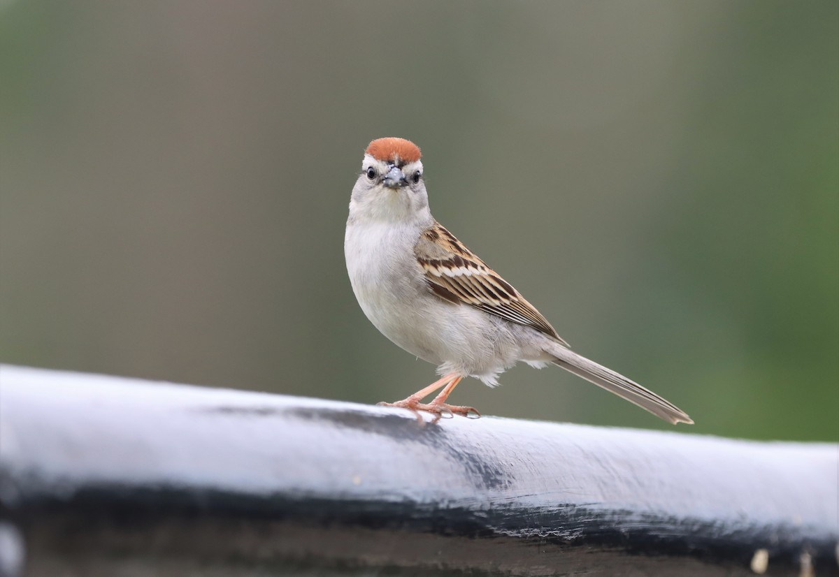 Chipping Sparrow - ML461758501