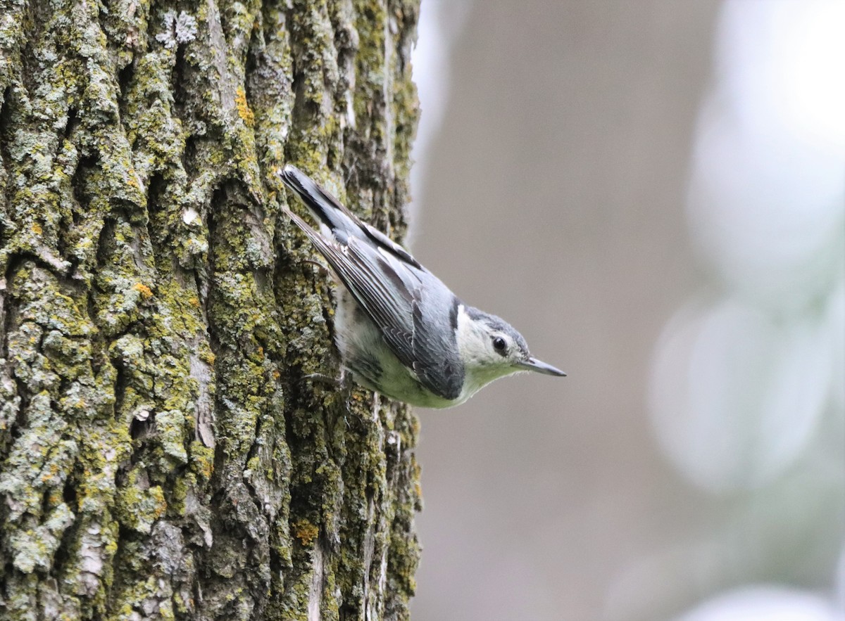 White-breasted Nuthatch - ML461758901