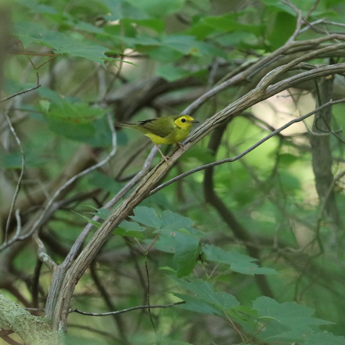 Hooded Warbler - Laurel Barnhill