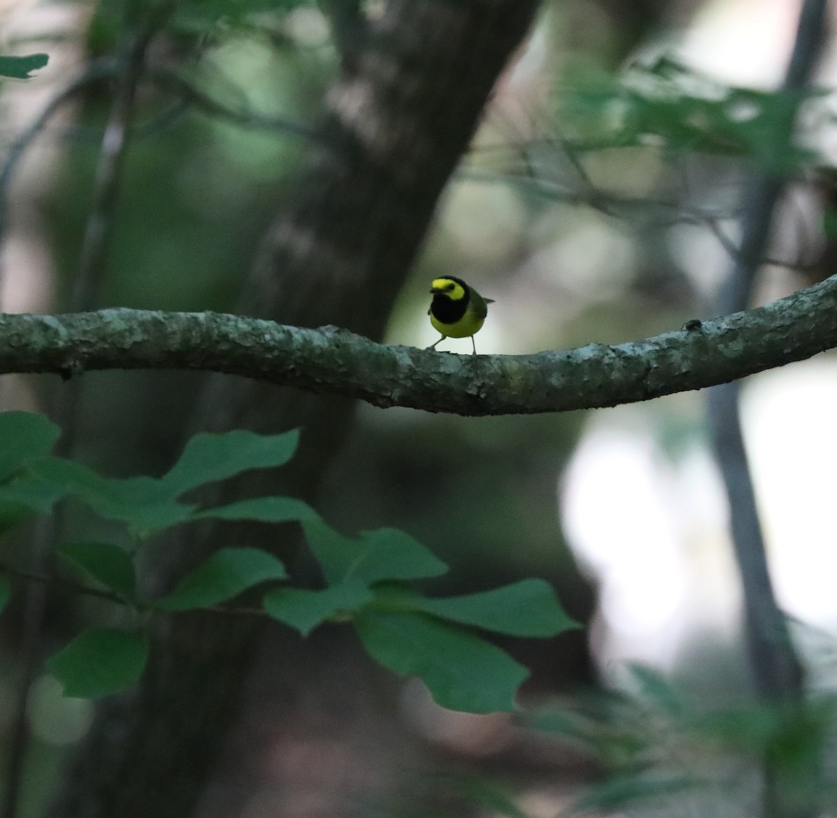 Hooded Warbler - Laurel Barnhill