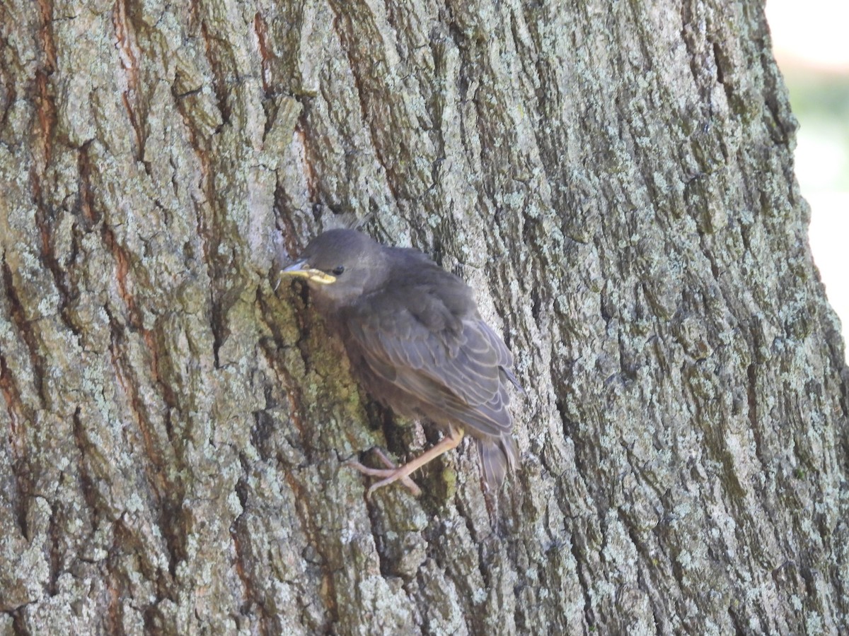 European Starling - ML461761181