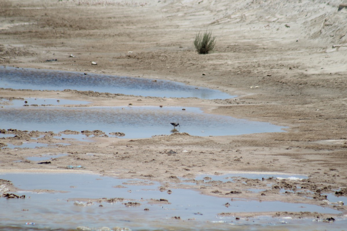 Greater Yellowlegs - ML461761221