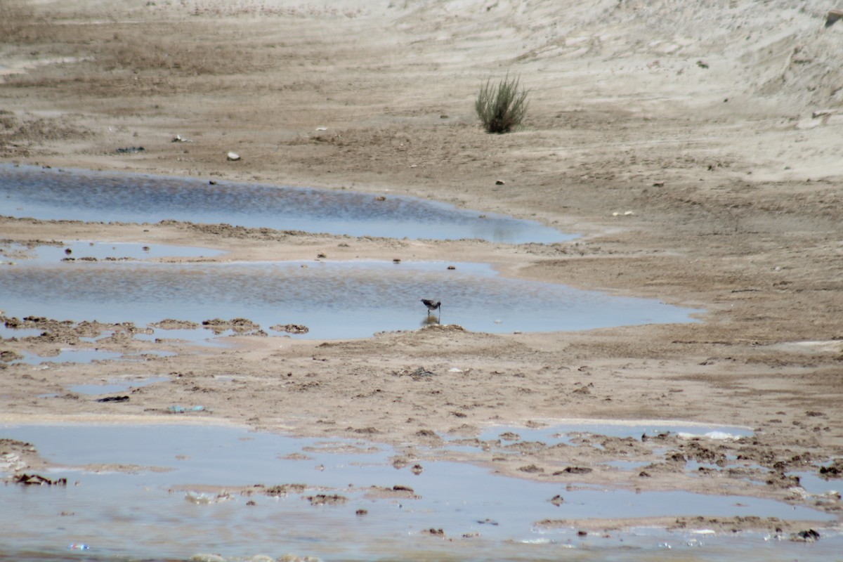 Greater Yellowlegs - ML461761321