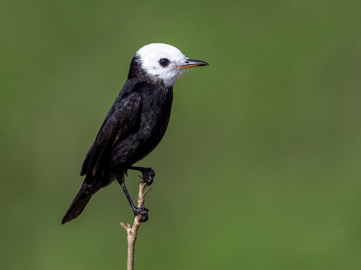 White-headed Marsh Tyrant - Andres Vasquez Noboa