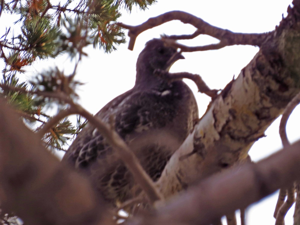 Dusky Grouse - ML461763051