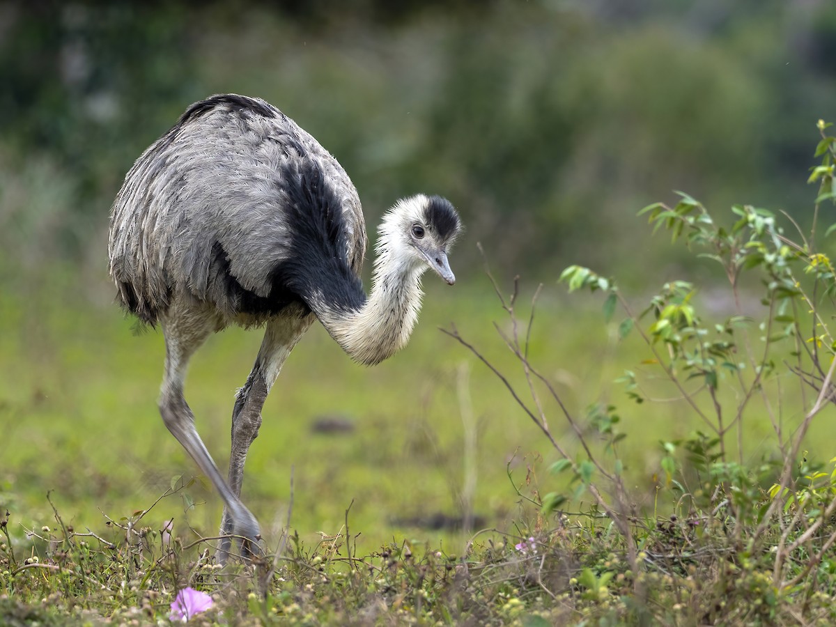 Greater Rhea - ML461763101