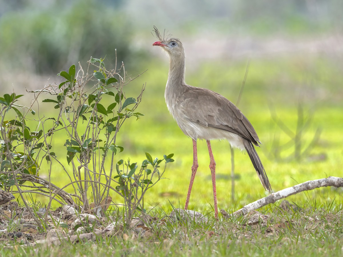 Red-legged Seriema - Andres Vasquez Noboa