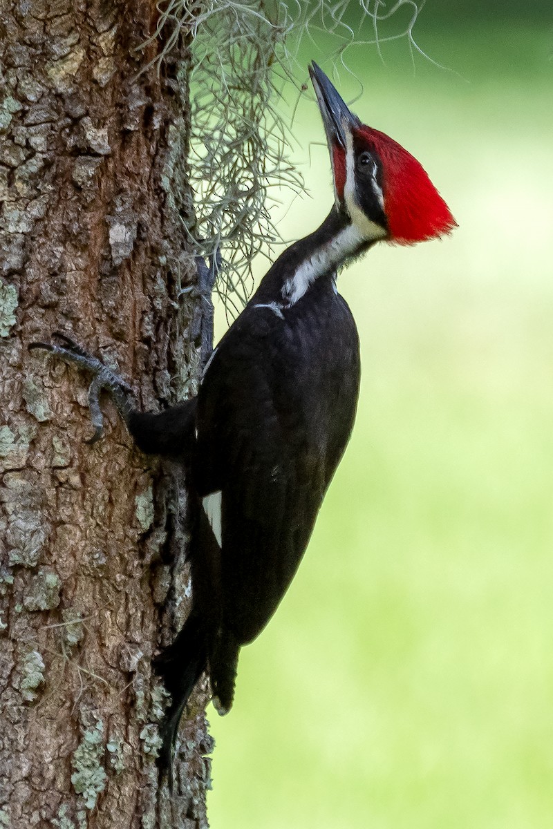 Pileated Woodpecker - Kathy S. Prindle