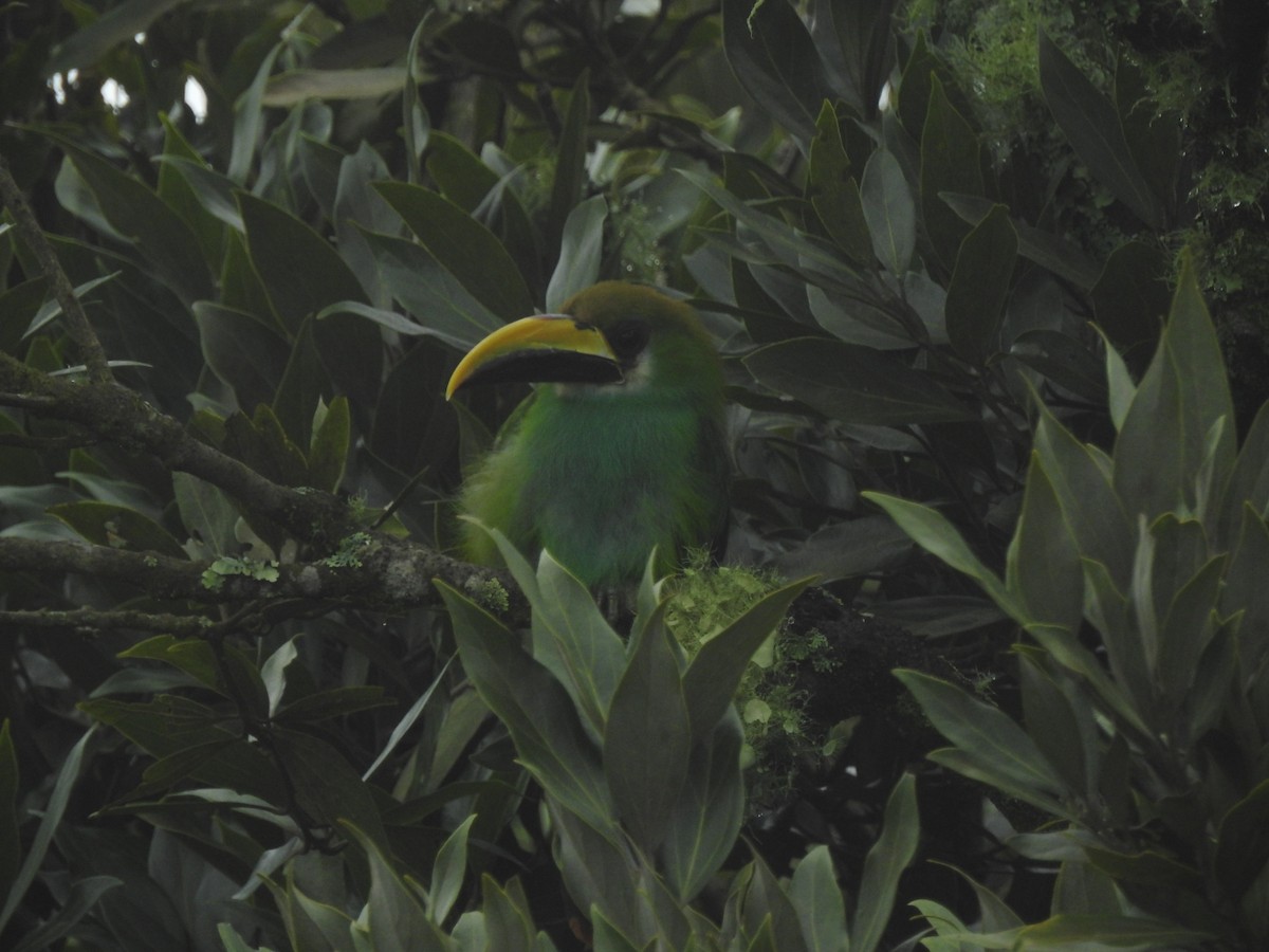 Northern Emerald-Toucanet - ML461764481