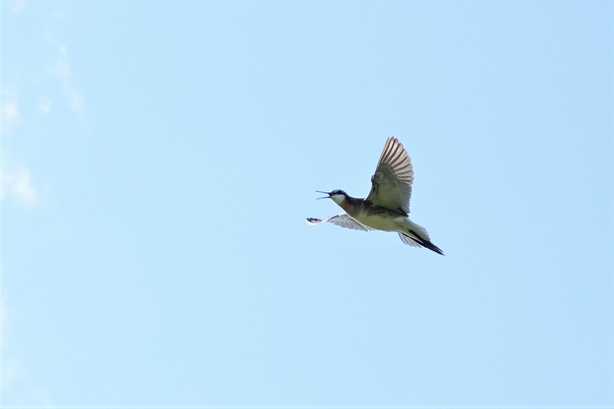 Wilson's Phalarope - ML461765331