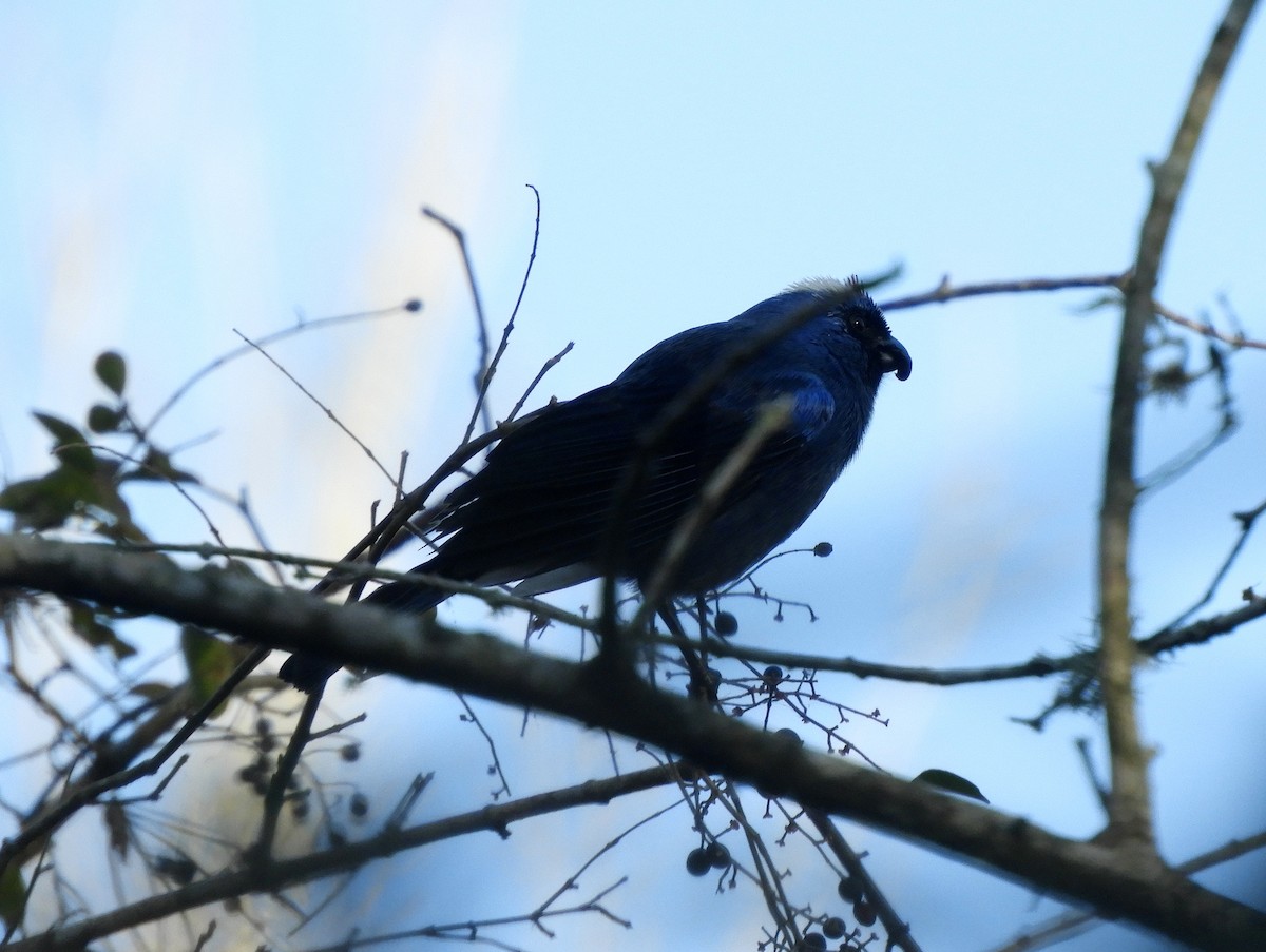 Diademed Tanager - ML461766411