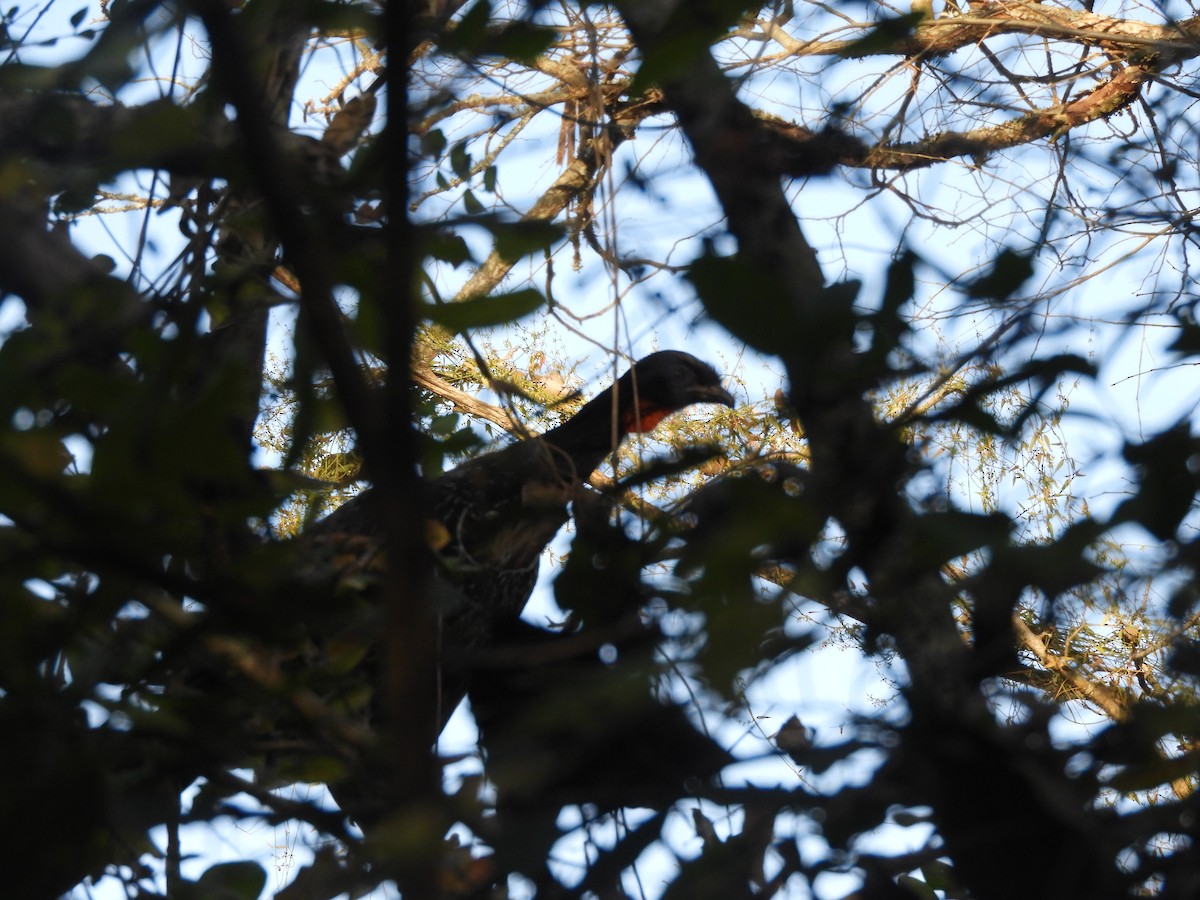 Dusky-legged Guan - ML461766691