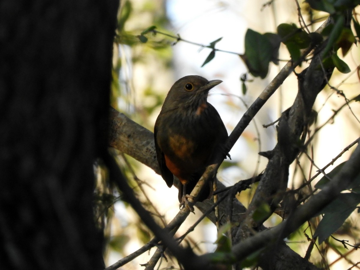 Rufous-bellied Thrush - ML461766821