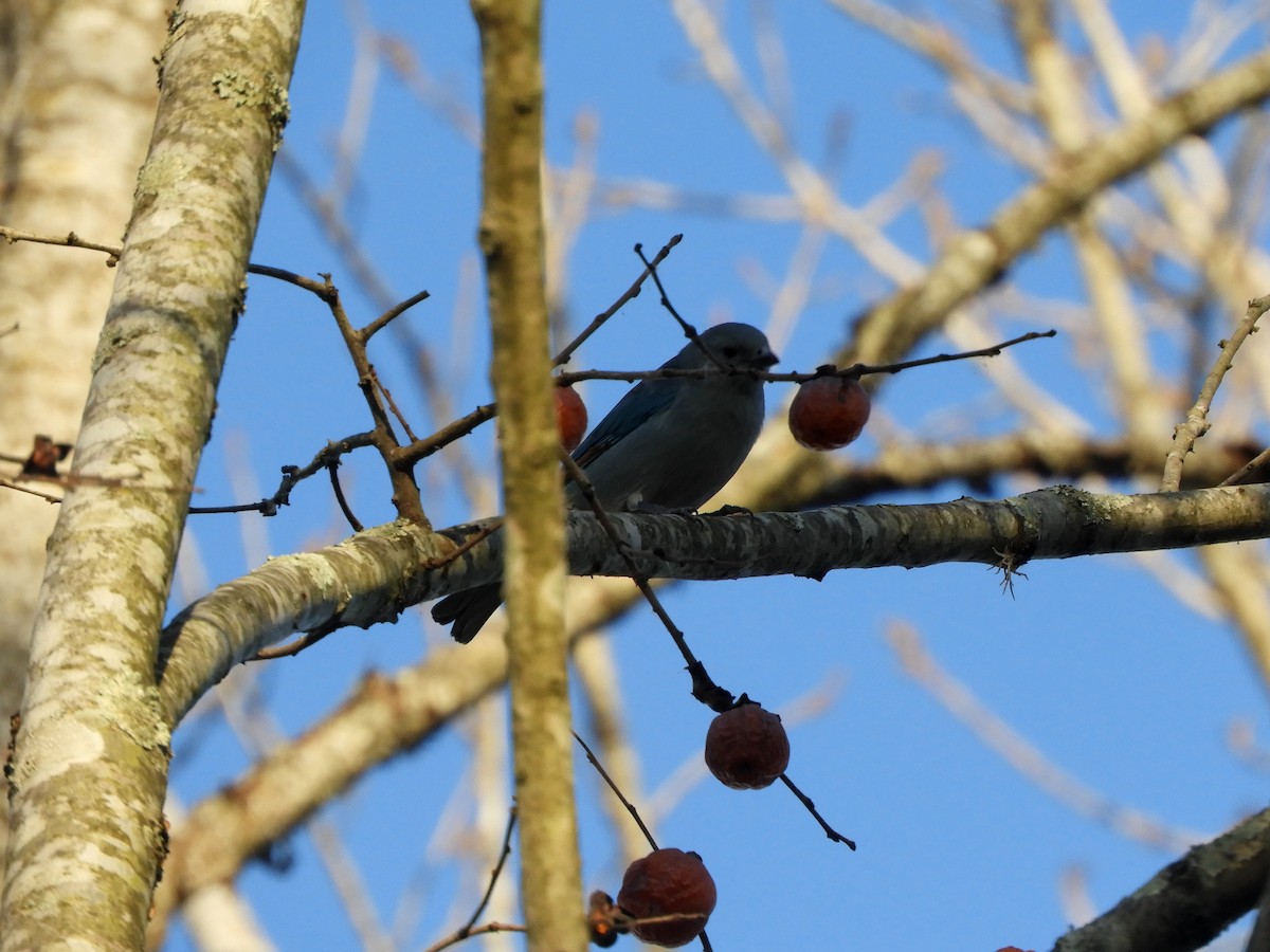 Sayaca Tanager - ML461766951